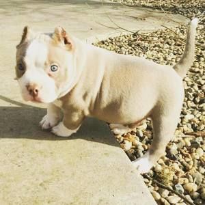 Meet your Posher, Terrell